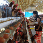 Ternak ayam petelur di Aroba, Kab. Teluk Bintuni