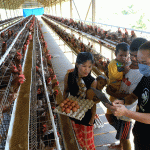 Melihat Peternakan Ayam Petelur Omega3 di Kabupaten Gowa