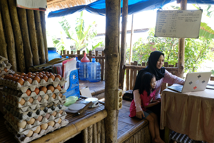 Prospek Ternak Ayam Petelur Menjanjikan