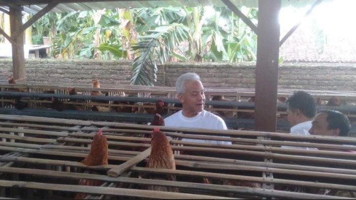 Ayam Ternak di Kedunggalar, Ngawi