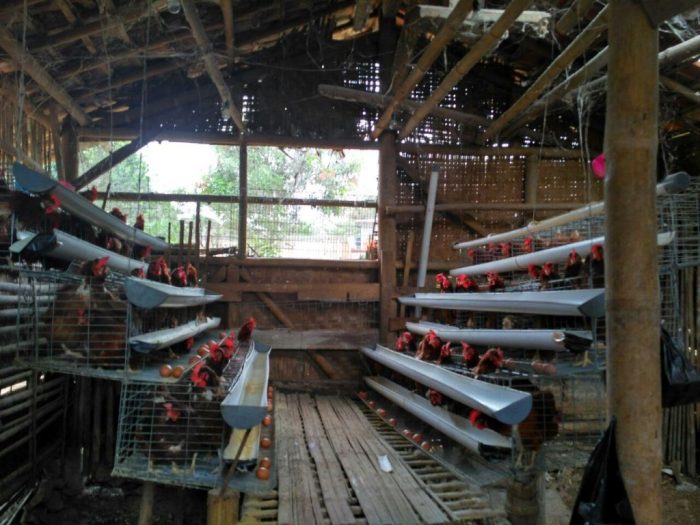 Ternak ayam petelur di Ongka Malino, Paringi Moutong