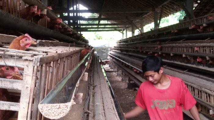 Budidaya ternak ayam di Ngaliyan, Kota Semarang