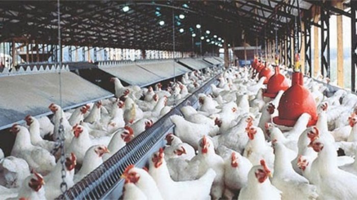 Ayam ternak di Sampang, Cilacap