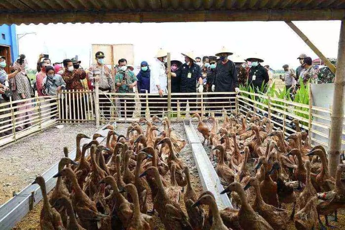 Cara Ternak Ayam Kampung Dengan Modal yang Cukup Terjangkau Budidaya ternak ayam di Karanganyar, Kab. Karanganyar