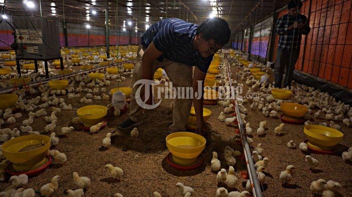 Budidaya ternak ayam di Wonotunggal, Batang