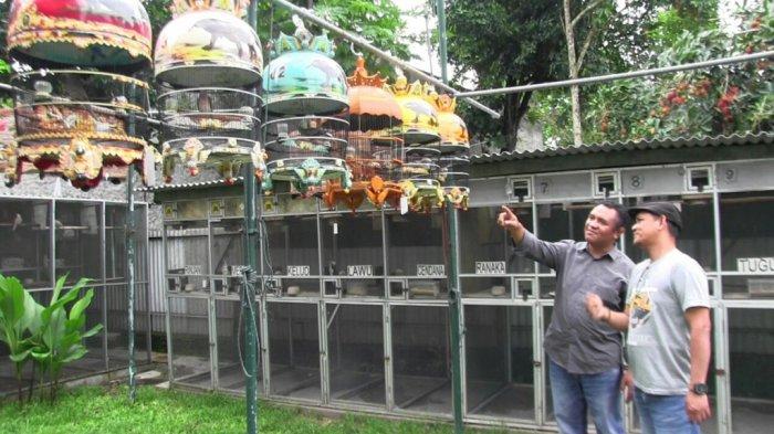 Ternak Burung Perkutut, Mahmud Hasilkan Minimal Rp 10 Juta per Bulan ... Ternak Burung Perkutut, Mahmud Hasilkan Minimal Rp 10 Juta per Bulan ...