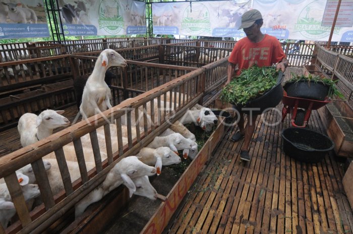 budidaya ayam boiler | Distributor Pupuk Organik Budidaya ternak ayam di Mojosongo, Boyolali