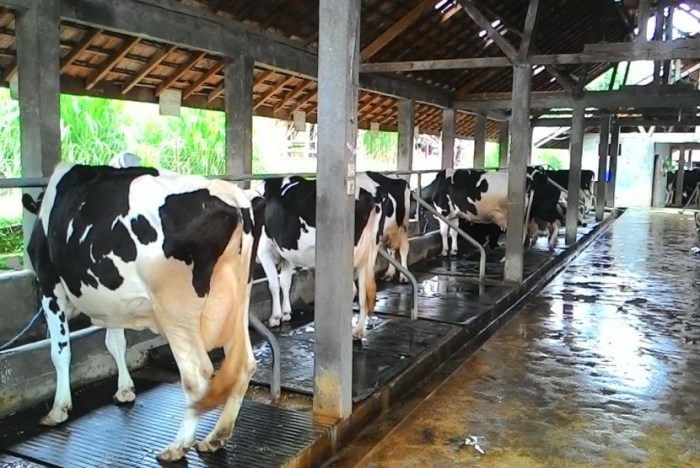 Peternakan ayam petelur terdekat di Talo Kecil, Seluma