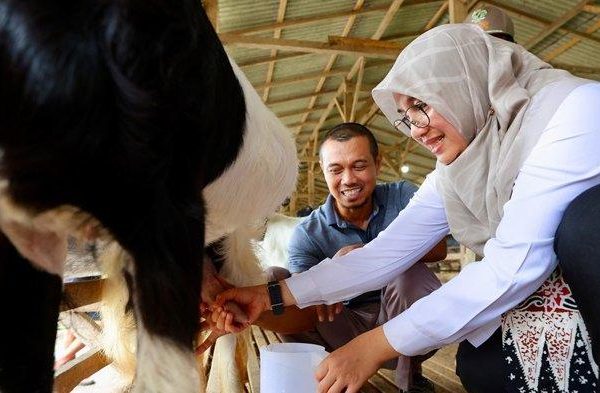 Susu kambing di Kalipuro, Banyuwangi