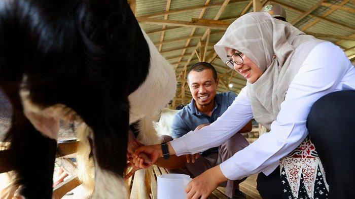 Susu kambing Susu kambing di Kalipuro, Banyuwangi
