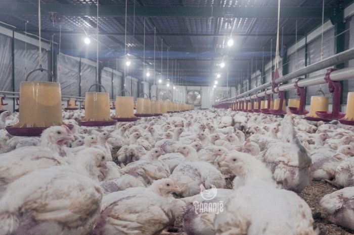 Ayam Ternak di Purwodadi, Pasuruan