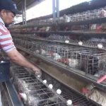 Dinas Peternakan Aceh Ikut Kelola Ayam Petelur | kumparan.com