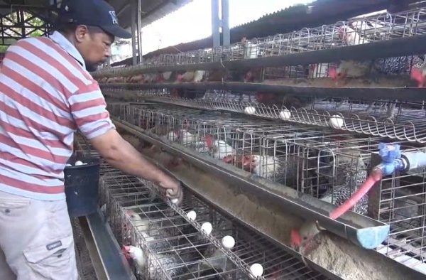 Ayam arab petelur di Lawang Kidul, Muara Enim