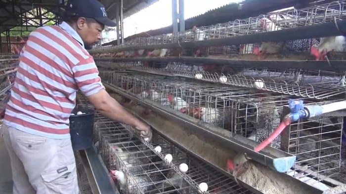 Peternak Ayam Petelur di daerah ini Bisa Raup Rp23 Juta per Bulan Ternak ayam petelur di Parigi Barat, Paringi Moutong