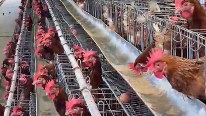 Ayam ternak di Bawang, Banjarnegara