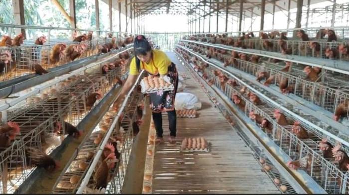Budidaya ternak ayam di Ampel, Boyolali