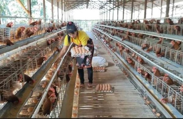 Di Jayapura Telah Bangun Pabrik Industri Pakan dan Ternak Ayam Petelur ...