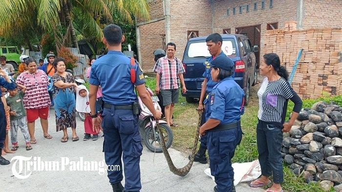 Budidaya ayam di Koto Tangah, Kota Padang
