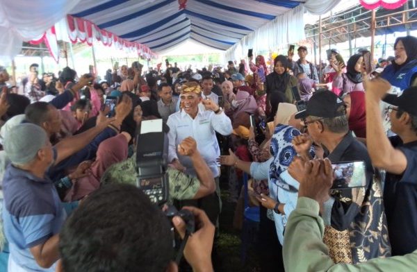 Daun penggemuk ayam di Rio Pakava, Donggala