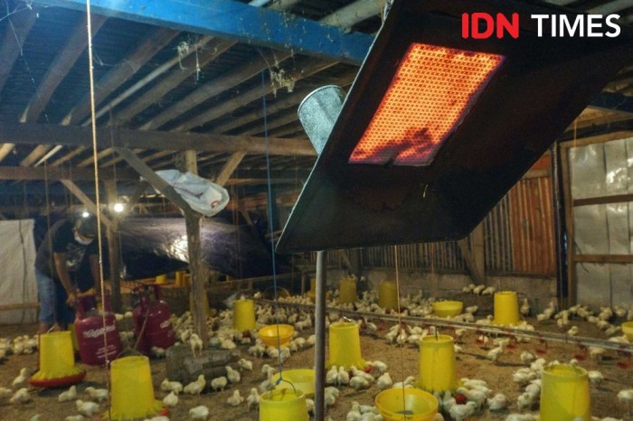 Budidaya ayam di Ambarawa, Pringsewu