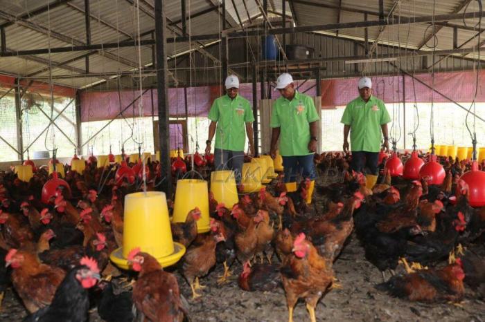 Ayam Ternak di Bandar Khalipah, Serdang Bedagai