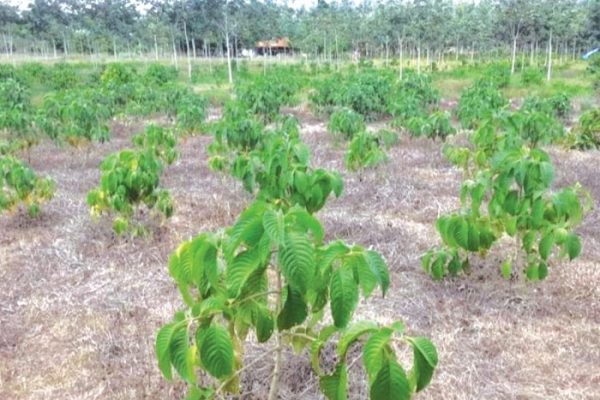 Daun penggemuk ayam di Dusun Tengah, Barito Timur