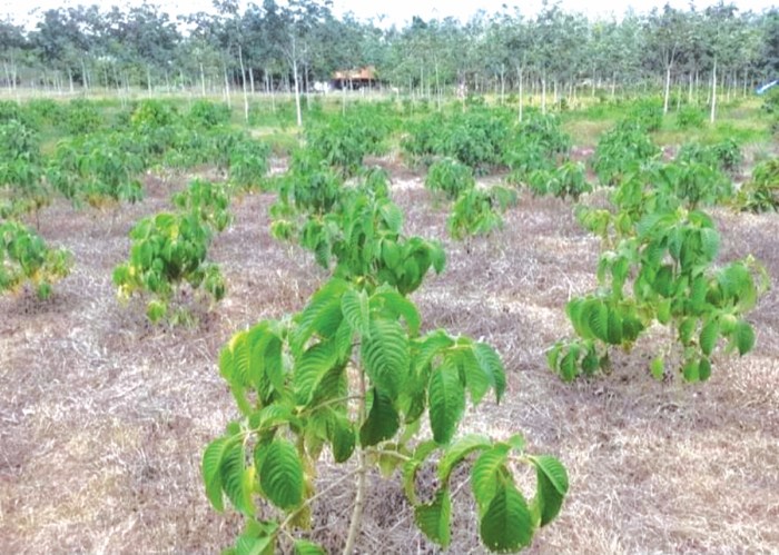 Daun penggemuk ayam di Tomia Timur, Wakatobi