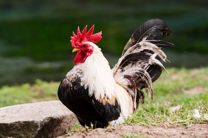 Ayam ternak di Tenjo, Bogor