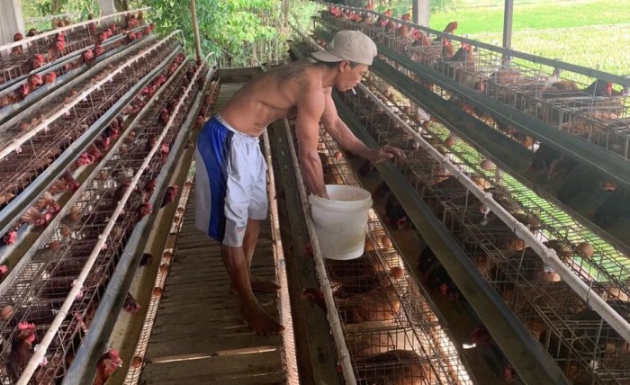 Harga Telur Turun, Pakan Ayam Justru Merangkak Naik - Mitrapost.com Harga Telur Turun, Pakan Ayam Justru Merangkak Naik - Mitrapost.com