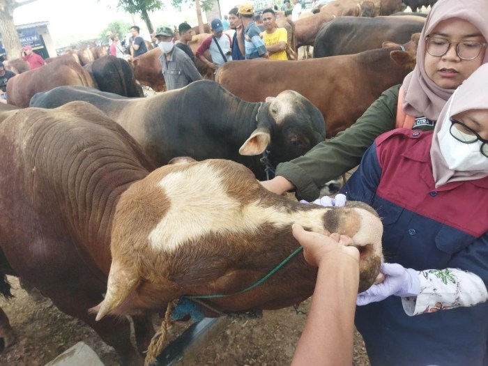 Jelang Hari Raya Iduladha, Hewan Ternak di Pasar Wage Margorejo ... Jelang Hari Raya Iduladha, Hewan Ternak di Pasar Wage Margorejo ...