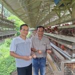 Panduan Lengkap Cara Beternak Ayam Petelur Untuk Pemula