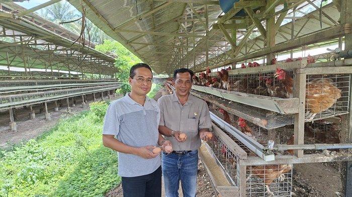 Aceh Tamiang Akan Kembangkan Budidaya Ternak Ayam Petelur - Serambinews.com Ternak ayam petelur di Geureudong Pase, Aceh Utara