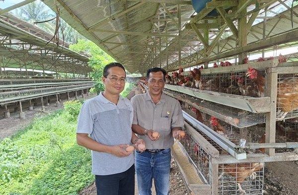 Ternak ayam petelur di Syamtalira Aron, Aceh Utara