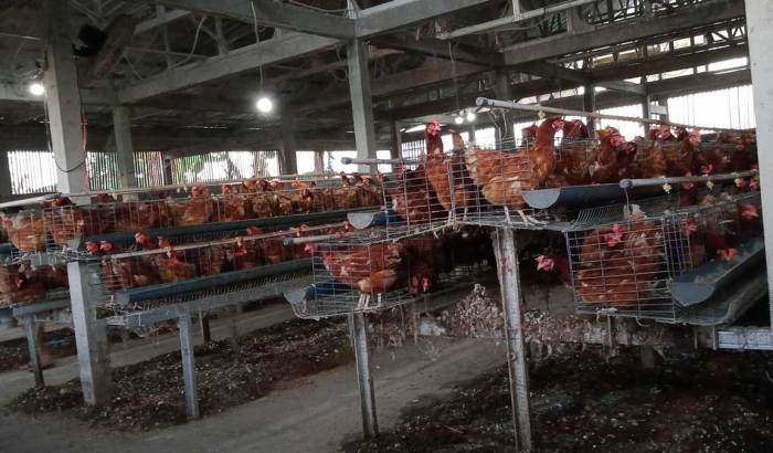 Mengenal Keuntungan Ternak Ayam Petelur: Investasi yang Menguntungkan ... Ternak ayam petelur di Menui Kepulauan, Morowali