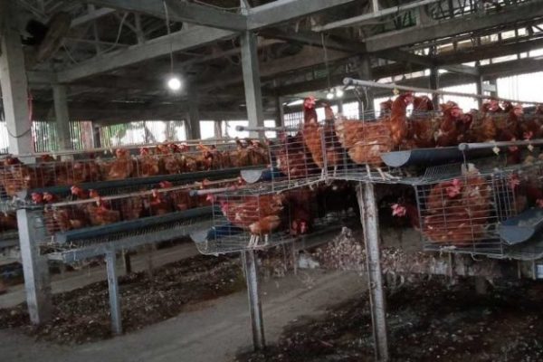Ternak ayam petelur di Batu Atas, Buton Selatan