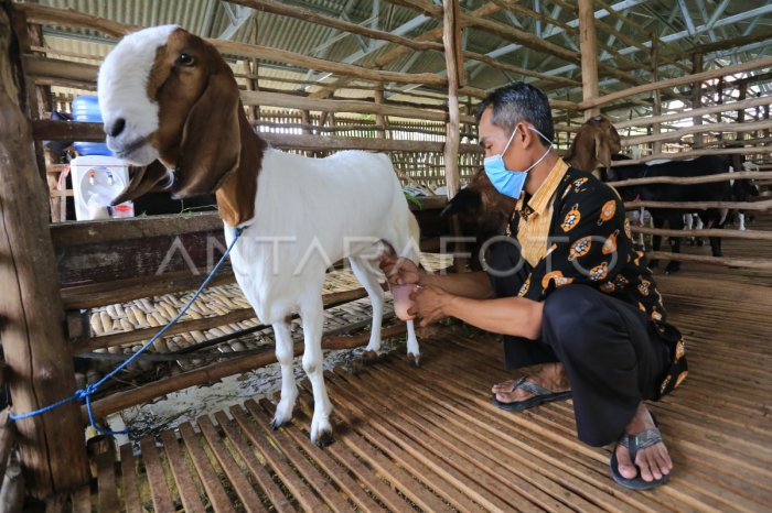 Susu kambing di Cilamaya Wetan, Karawang