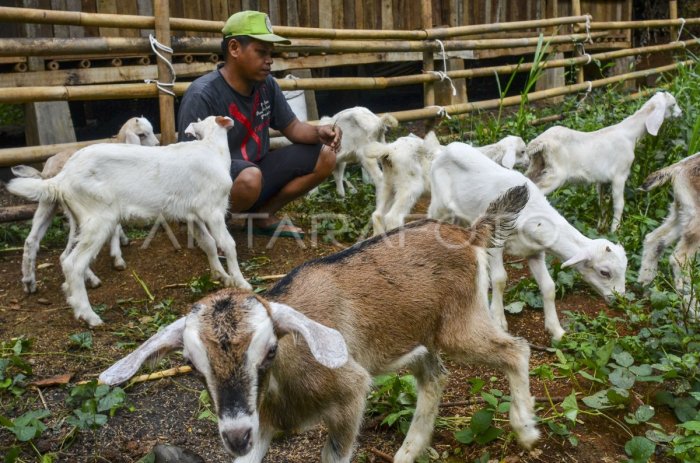 Susu kambing di Bandongan, Magelang