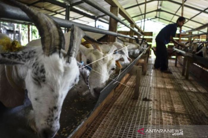 Produksi Susu Perah Kambing Sapera - ANTARA News Papua Susu kambing di Langkaplancar, Pangandaran