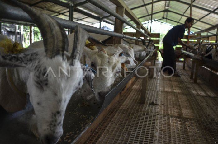Susu kambing di Proppo, Pamekasan