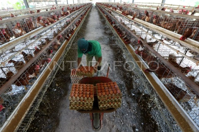 Budidaya ayam di Rao Selatan, Kabupaten Pasaman