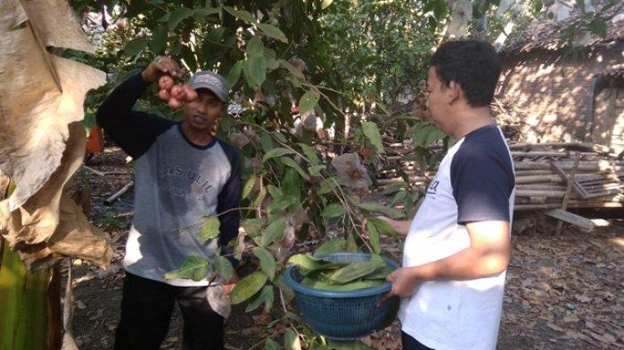 Daun penggemuk ayam di Lepembusu Kelisoke, Ende