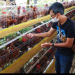 Ternak ayam petelur di Napua, Kab. Jayawijaya