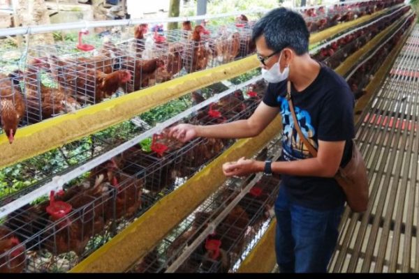 Ternak ayam petelur di Tinggimoncong, Gowa