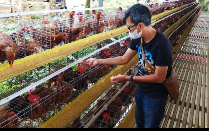 Ternak ayam petelur di Batudaka, Tojo Una-una