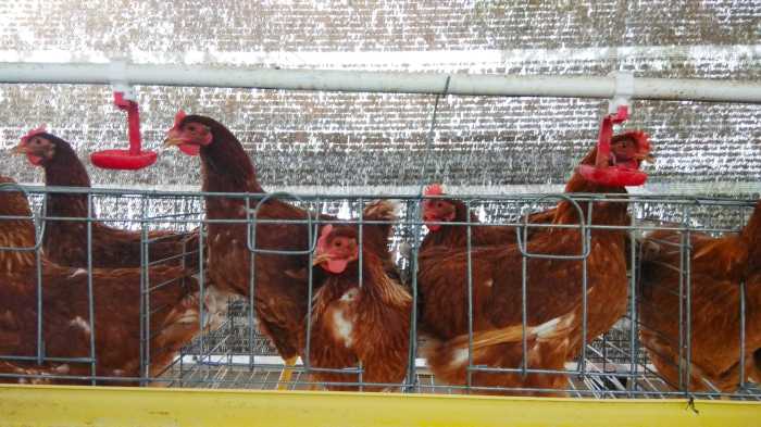 Mengapa budidaya ternak ayam petelur memiliki prospek yang baik