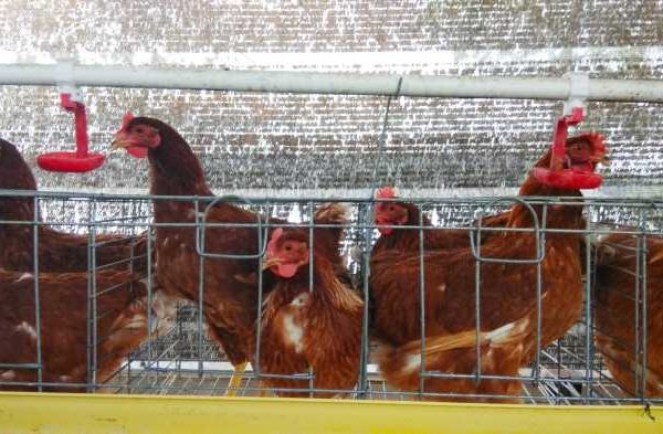 Mengapa budidaya ternak ayam petelur memiliki prospek yang baik