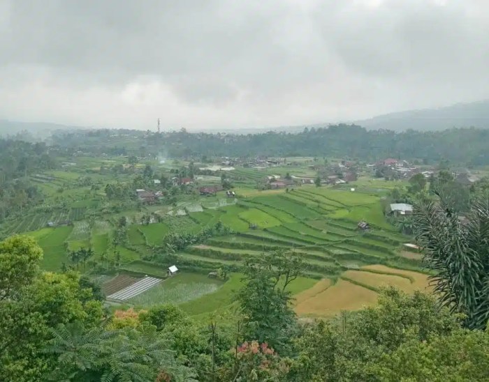 Budidaya ayam di Malalak, Kabupaten Agam