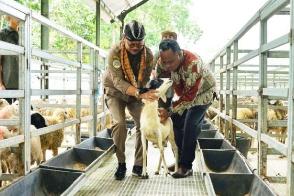 Daging kambing di Gending, Probolinggo