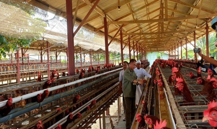 Peternak Ayam Petelur di Karangasem Menjerit gegara Jagung Rp 10 Ribu ...