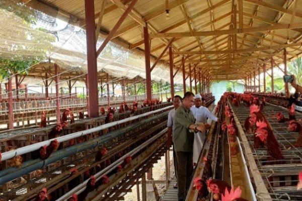 Ternak ayam petelur di Katikutana Selatan, Sumba Tengah
